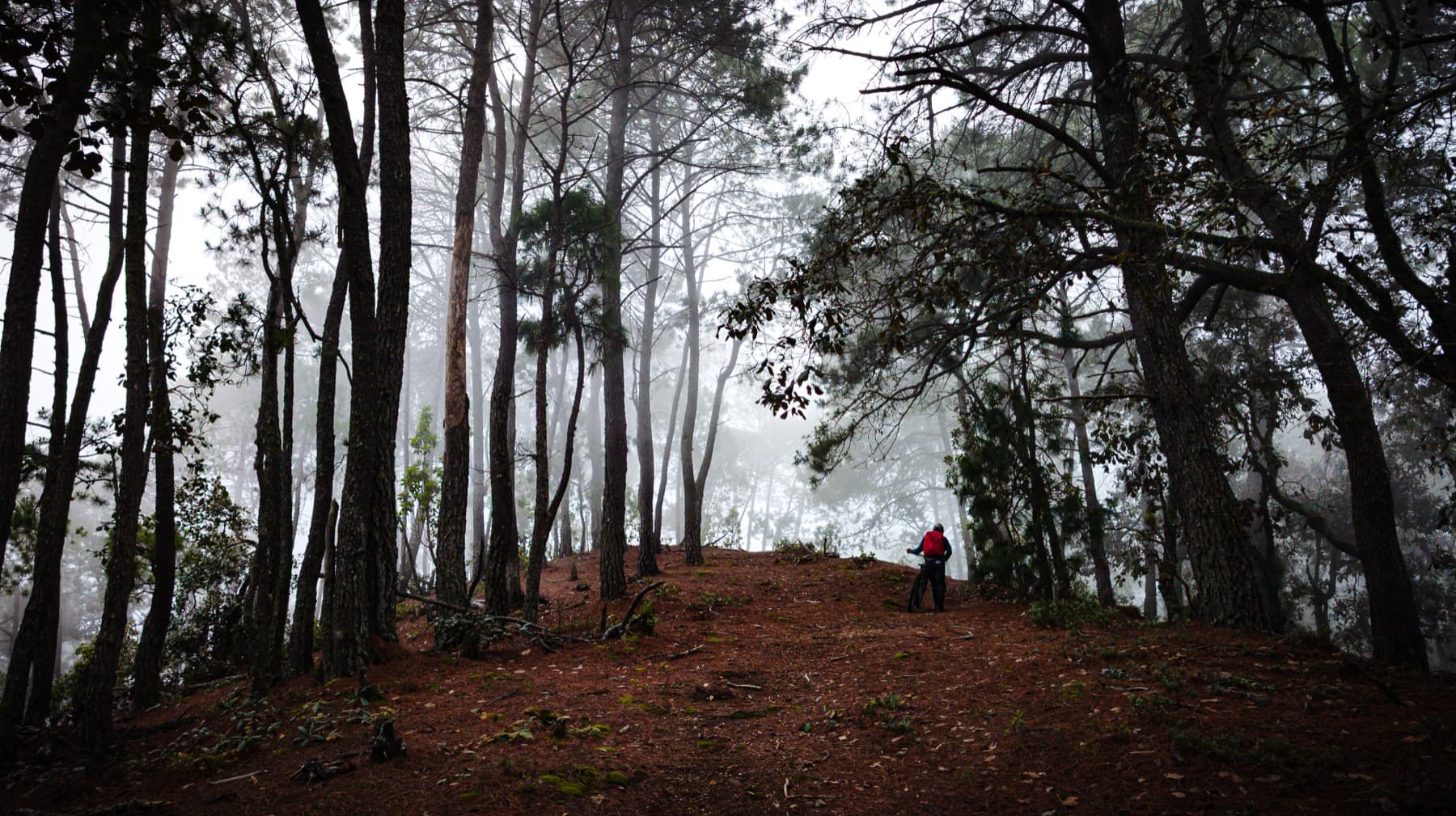 Lone figure in a misty mountain forest